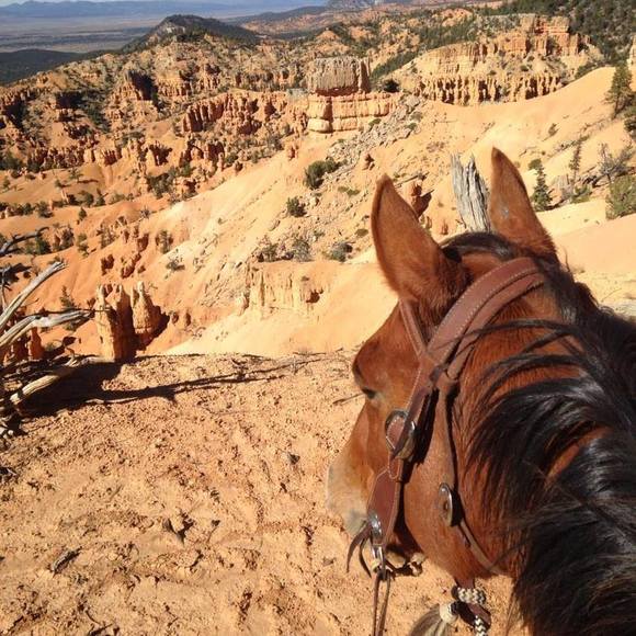 Meet your Posher, Sheri - Picture 1 of 1